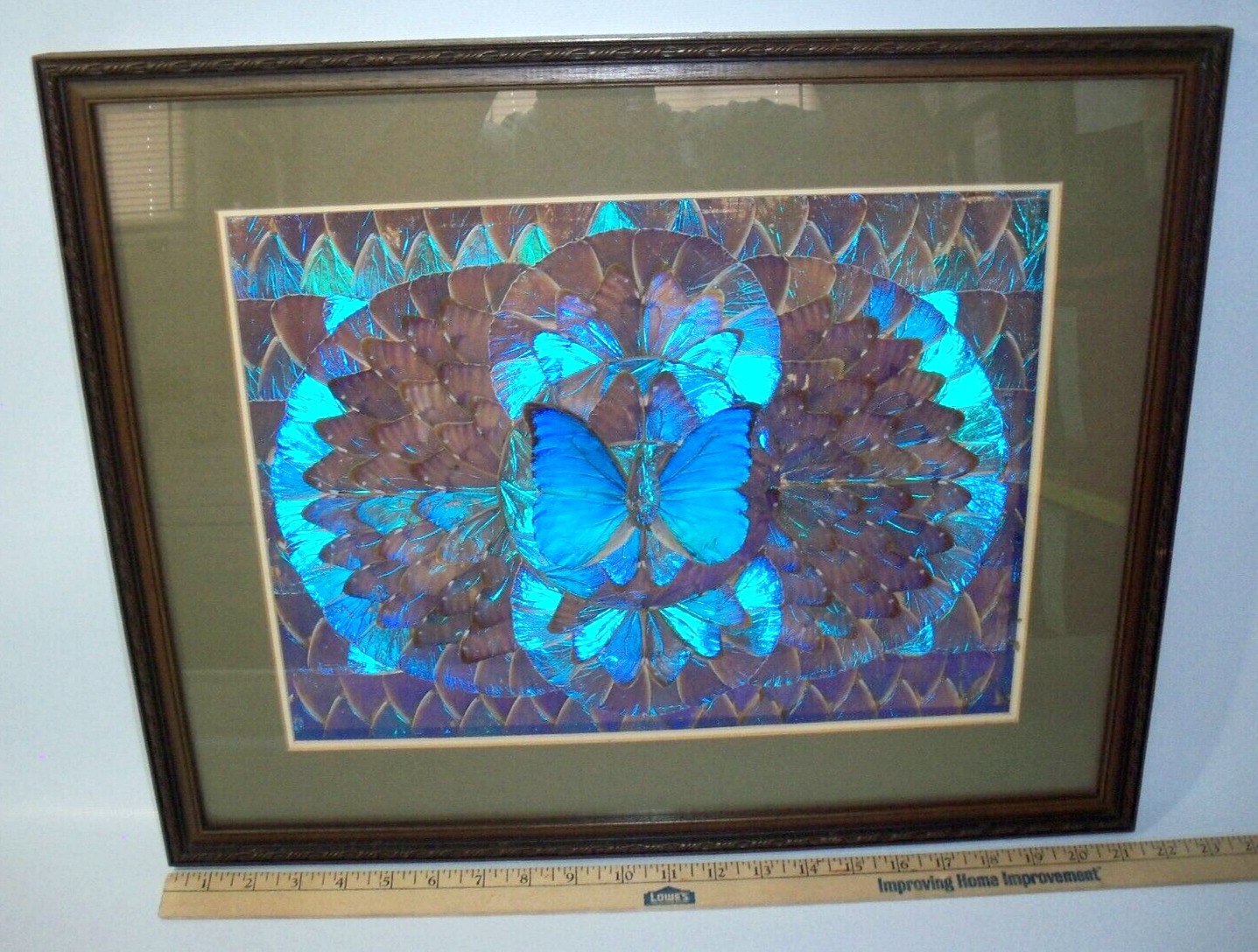 Giant Blue Morpho Didius Taxidermy Butterfly Wing Framed Art Collage 18x22