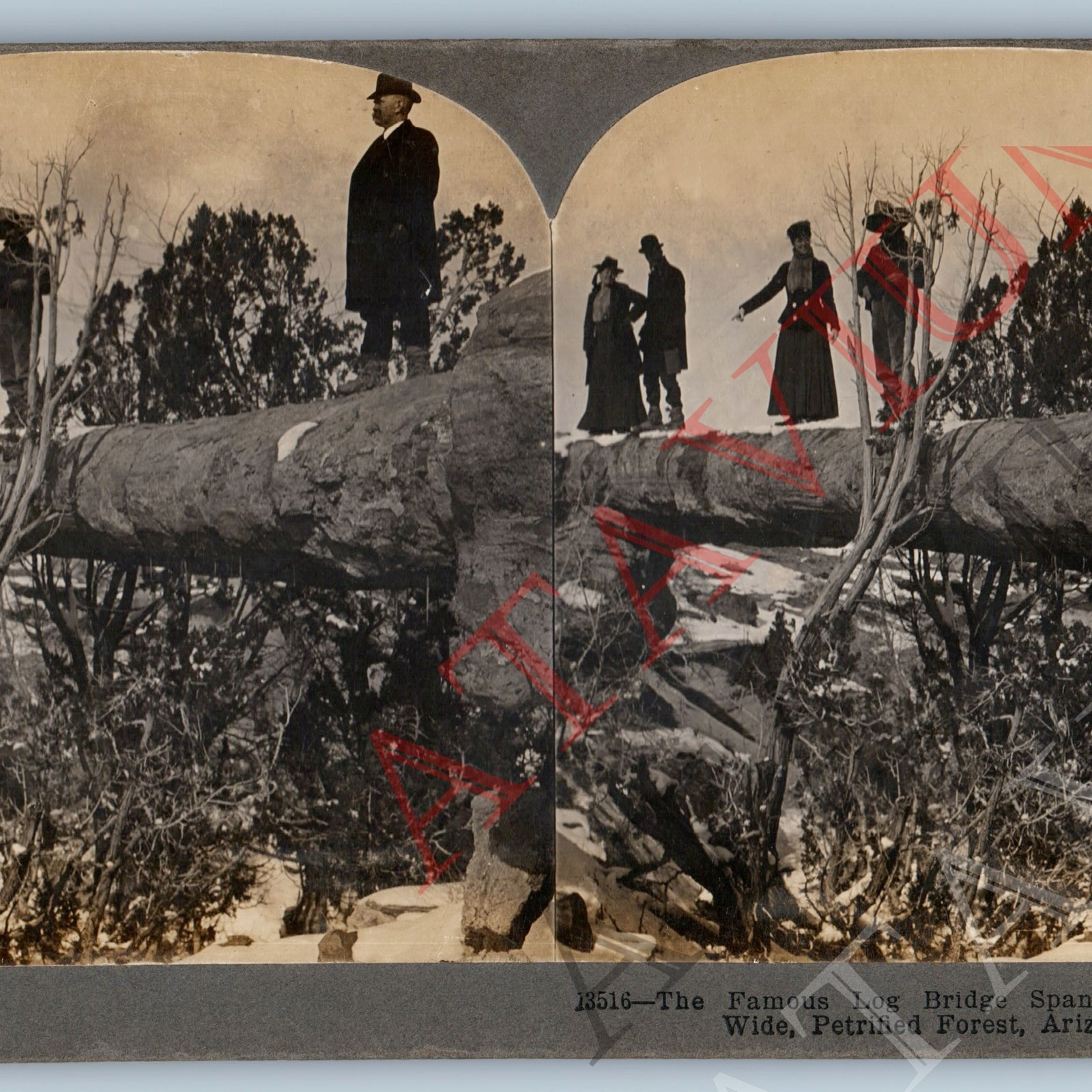 1903 Petrified Forest Arizona Man on Famous Log Bridge Real Photo Stereoview V45