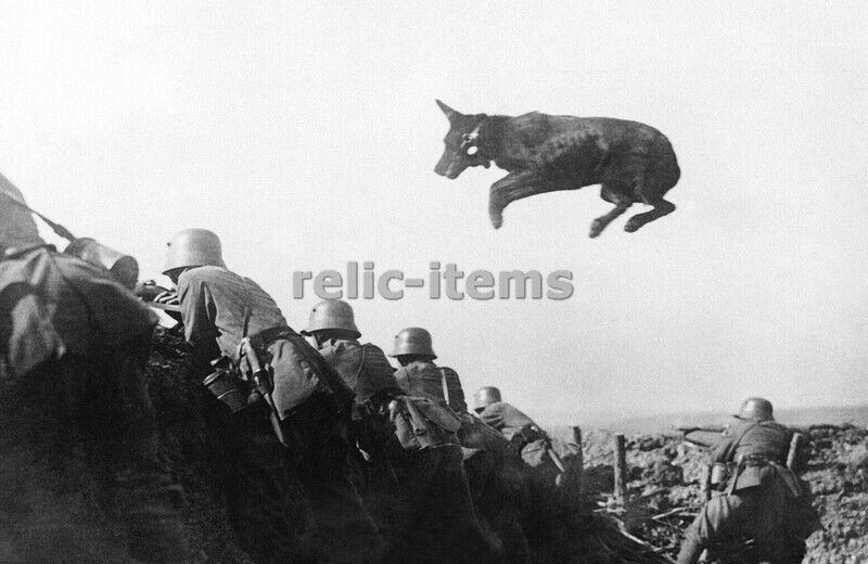 PICTURE PHOTO WW1 TRENCH DOG JUMPS 7173
