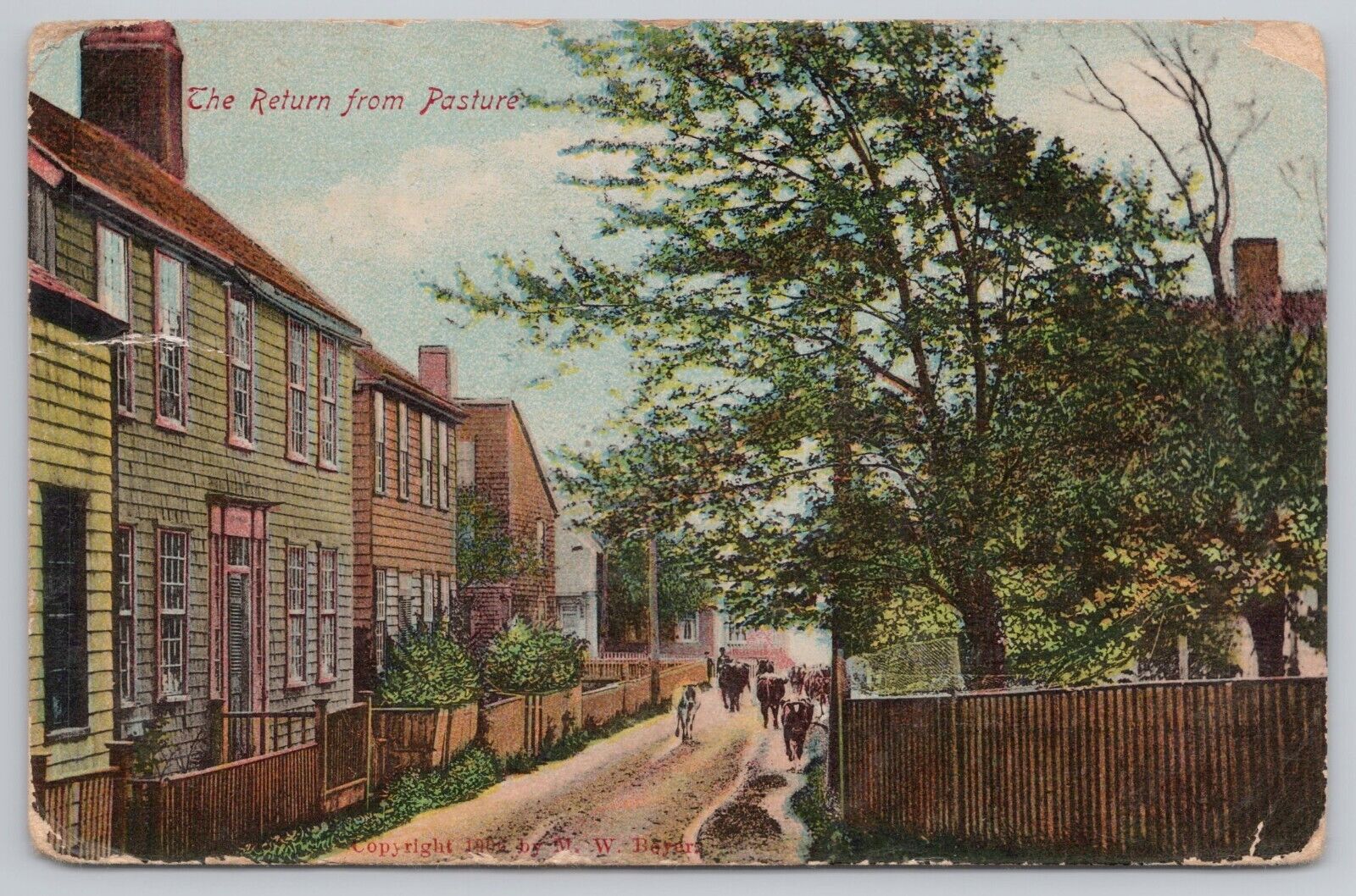 Postcard The Return from Pasture. Cattle in Town. Vintage PM 1909
