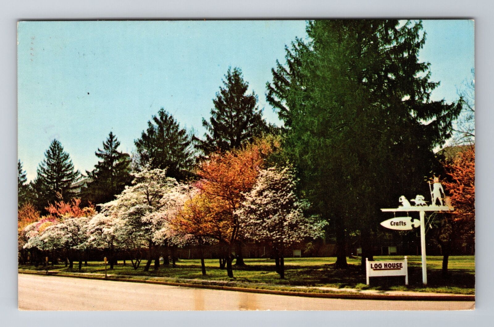 Berea KY-Kentucky, Dogwood And Redbud, Antique, Vintage Souvenir Postcard