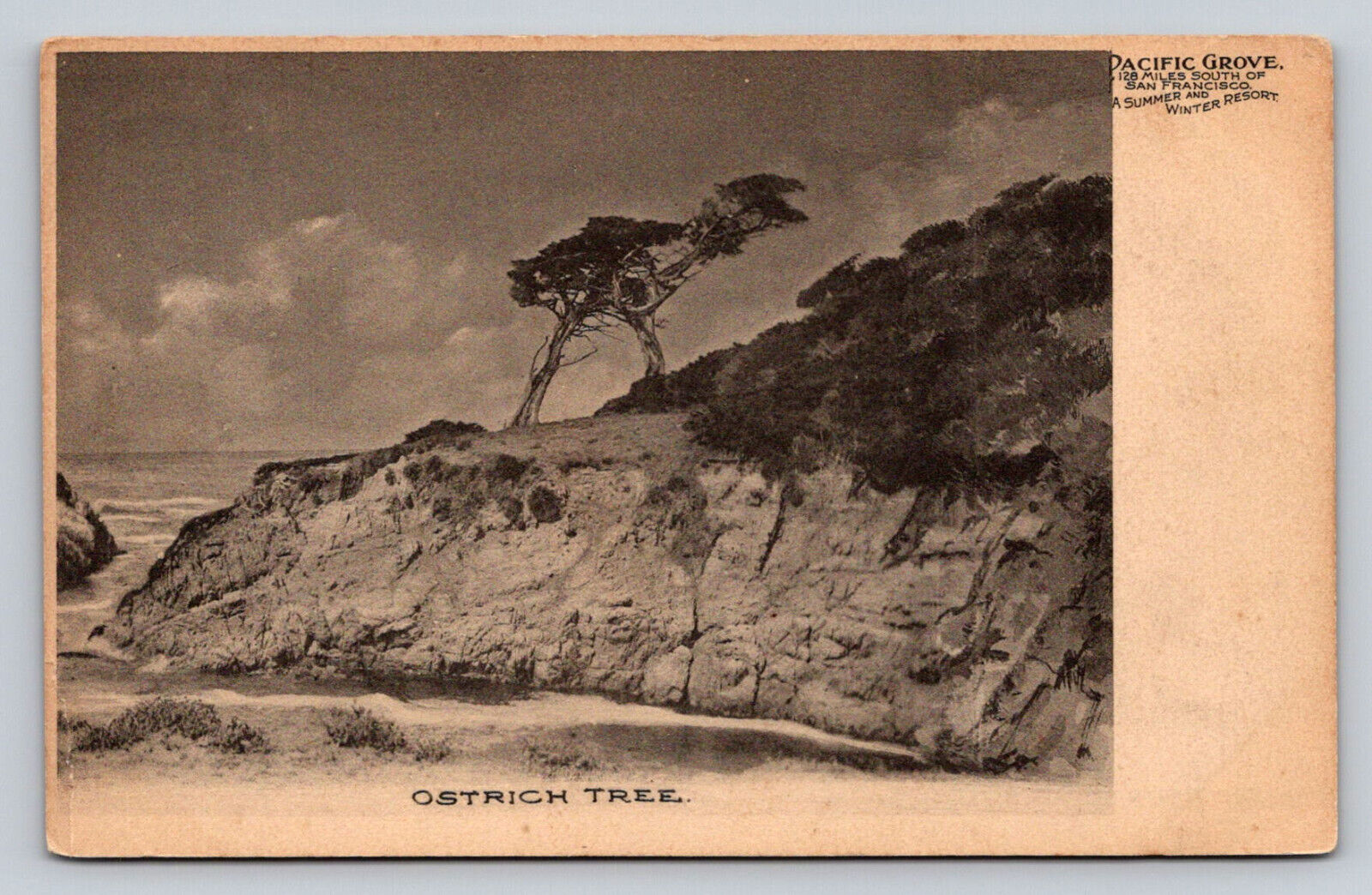 c1905 Ostrich Tree Pacific Grove California P797
