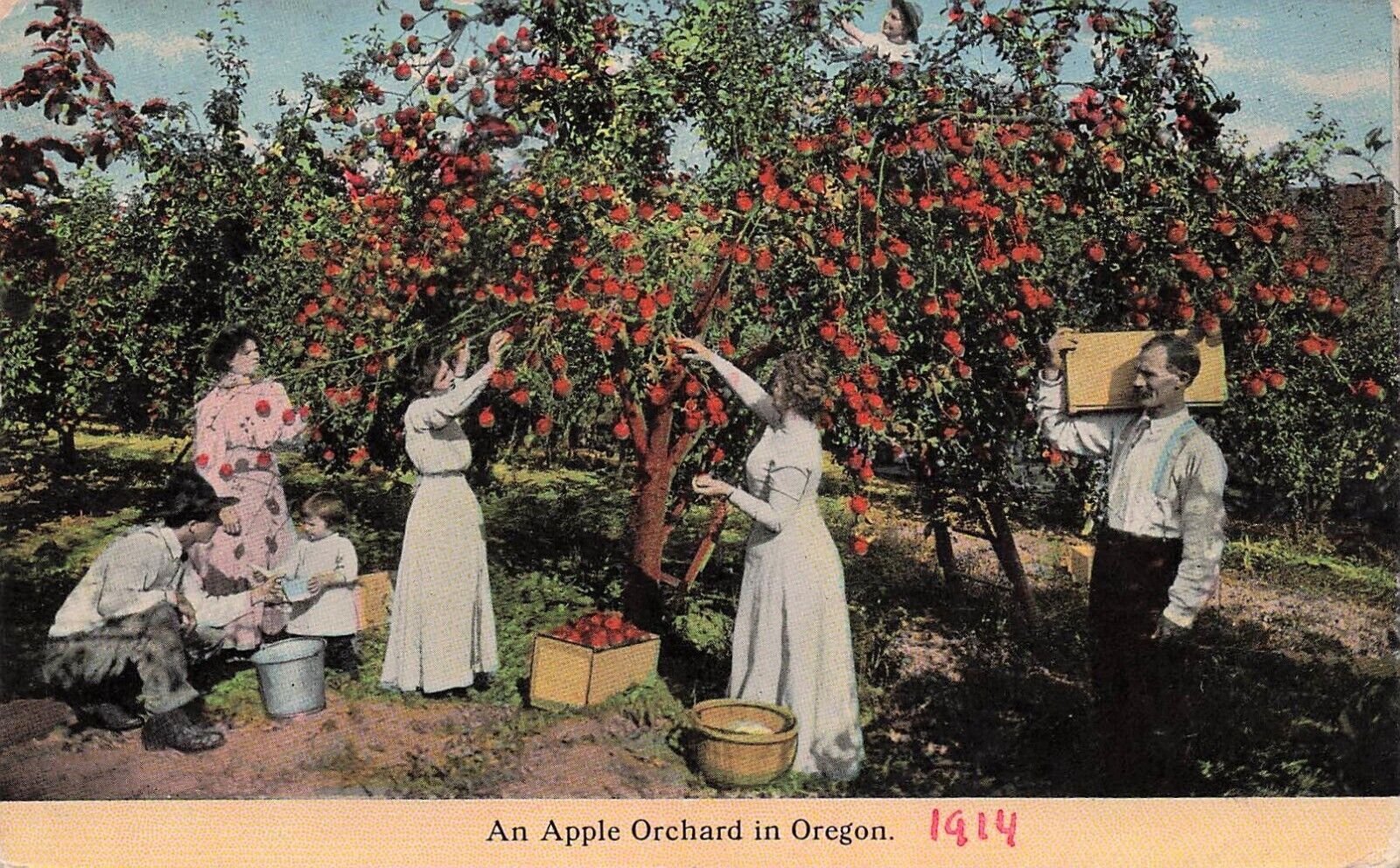 Beaverton OR Oregon Apple Orchard Farm Picking Early 1900s Vtg Postcard E37