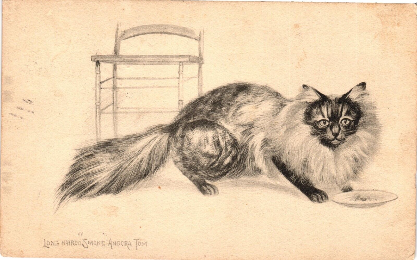 CAT Long Haired Angora Tom Cat SMOKE Antique c1911 Postcard