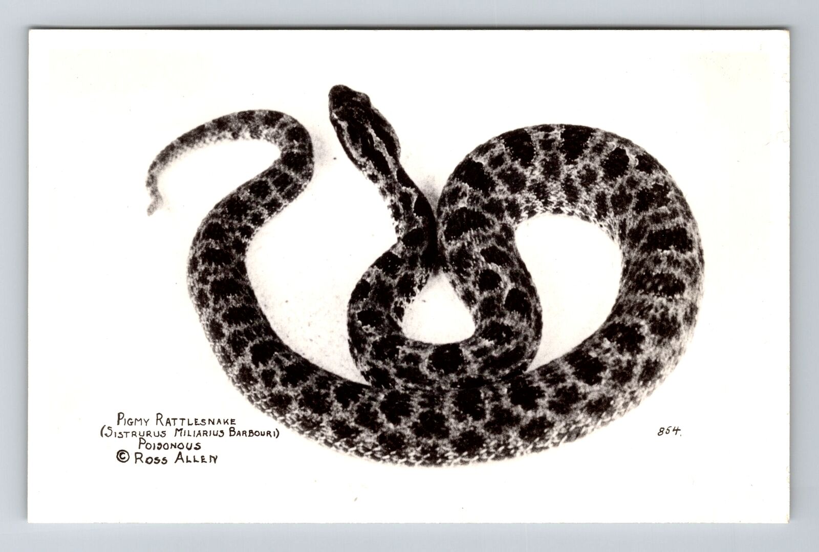 Silver Springs FL, RPPC Pigmy Rattlesnake Reptile Institute Vintage Postcard