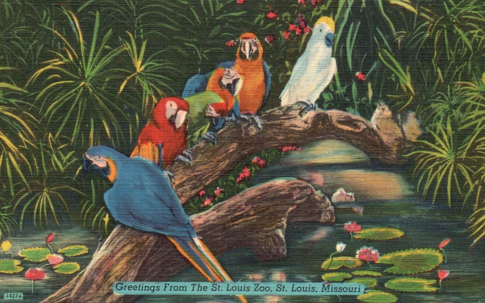 Postcard MO St Louis Zoo Parrots Macaws Cockatoo Birds Linen Vintage PC H2042