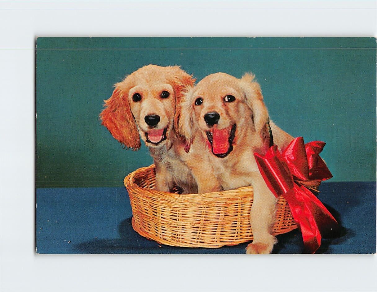 Postcard Cute Pair of Blond Cocker Spaniel Puppies in a Basket