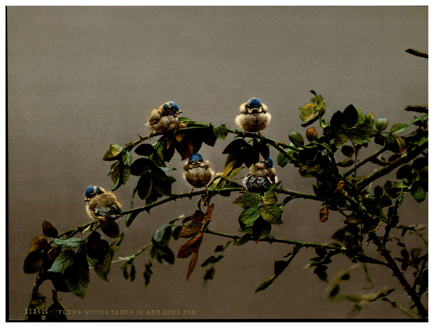 Young worms taken in and done for. (Birds) Vintage Photochrome by P.Z, Photochrome