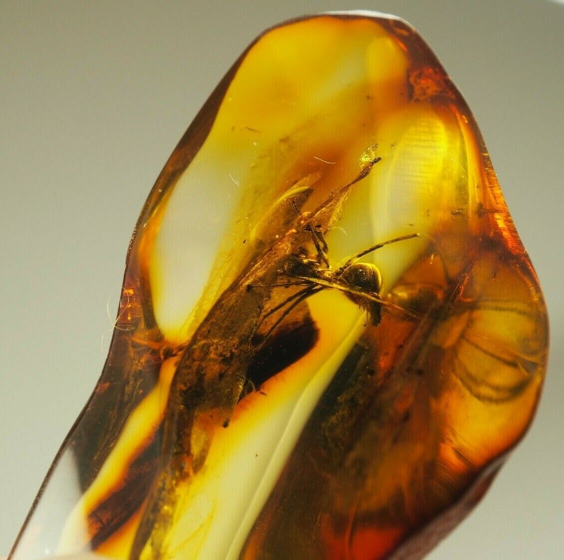 Massive Ant 10 mm. lenght in Genuine BALTIC AMBER stone 4.1 g. F42