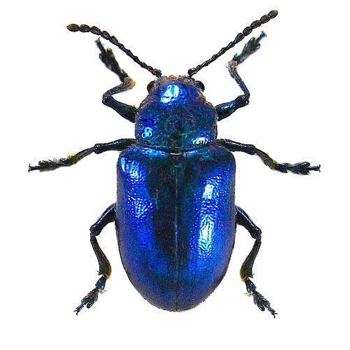 Chrysochus cobaltinus blue beetle Guatemala unmounted packaged
