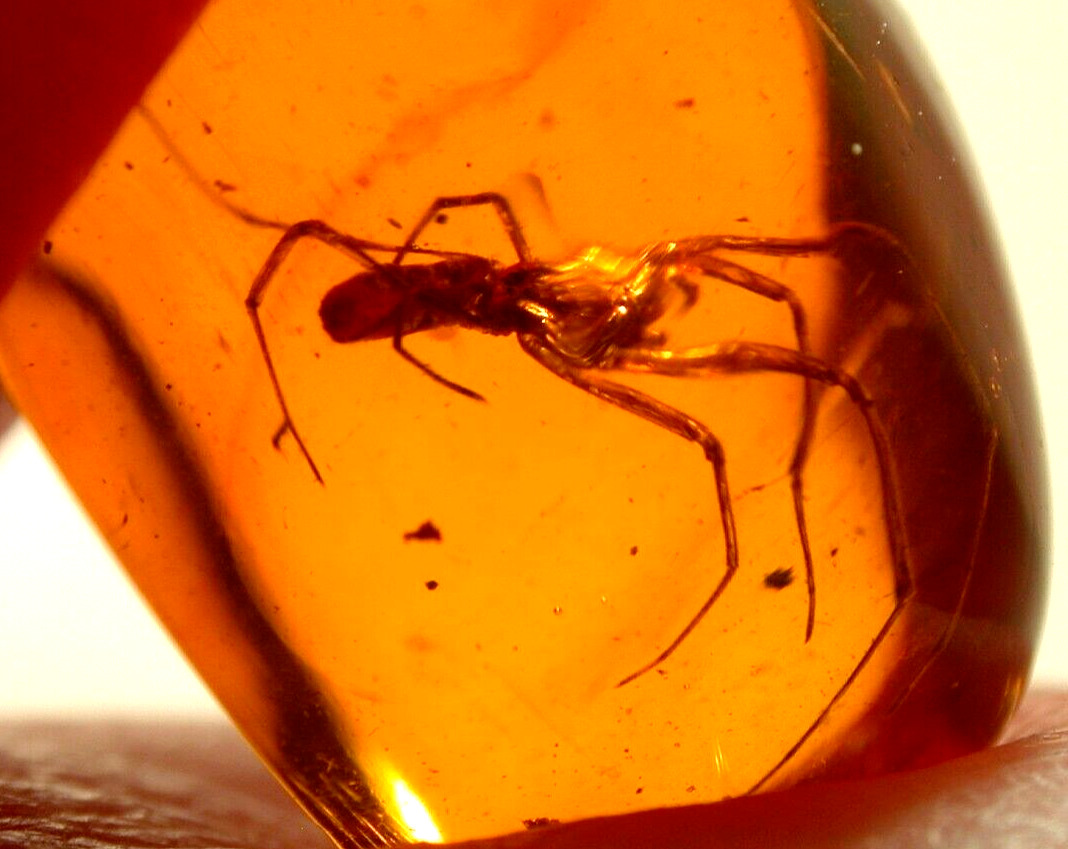 Beautiful Uloborid Spider with Long Legs in Dominican Amber Fossil Gemstone
