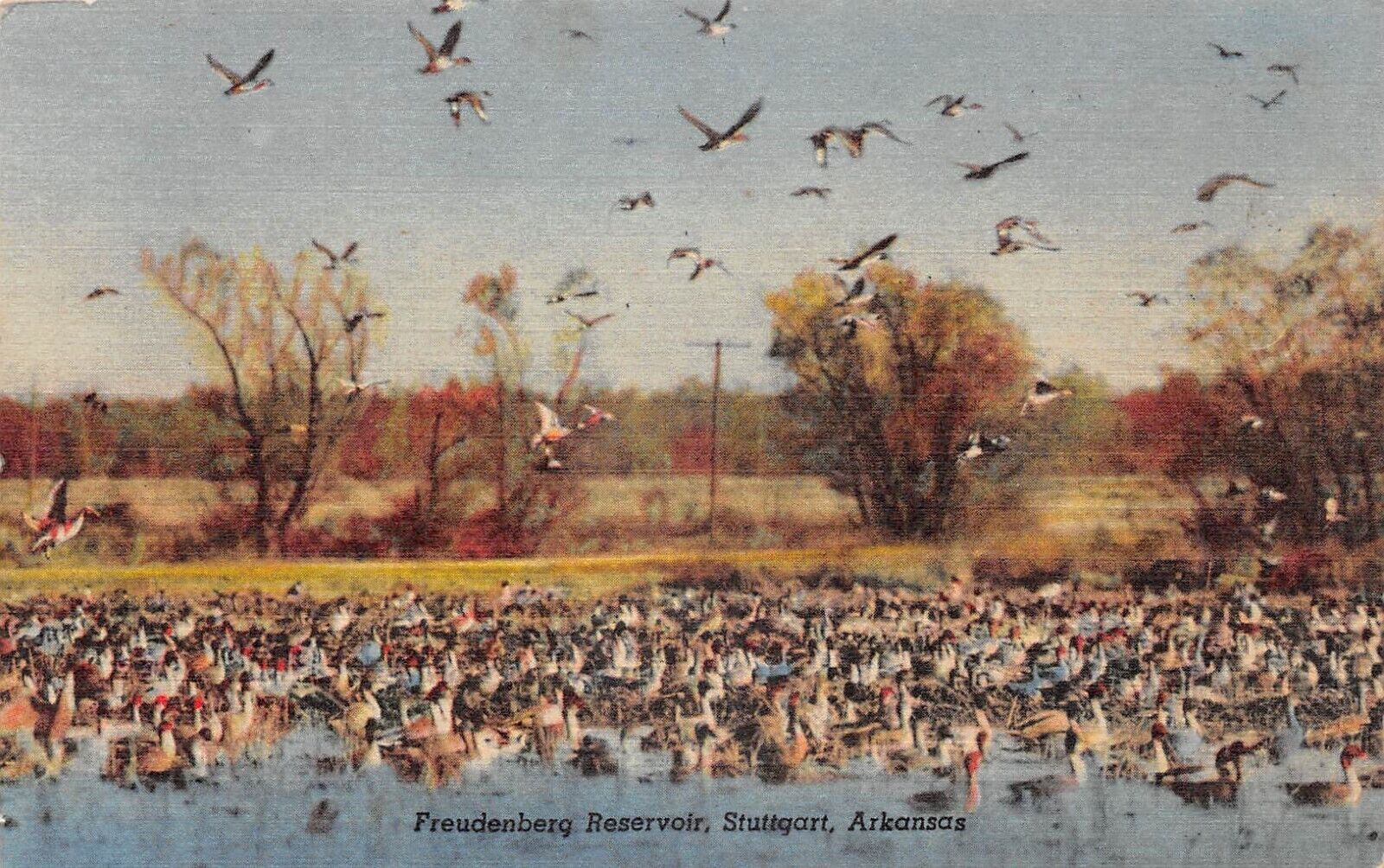 Stuttgart Arkansas Freudenberg Reservoir Birds in Flight  Linen Postcard