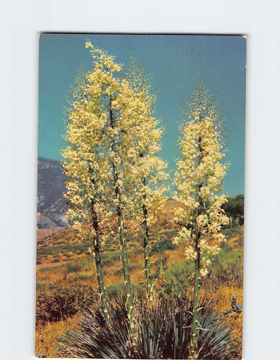 Postcard Yucca Plant