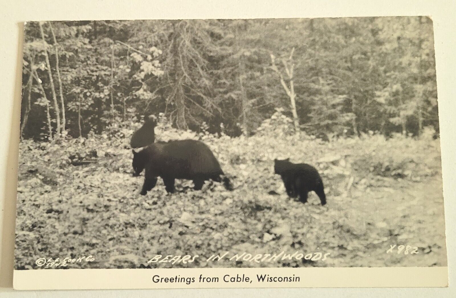 RPPC Northwoods, Black Bears Cable, Wisconsin WI Vintage Real Photo Postcard Z2