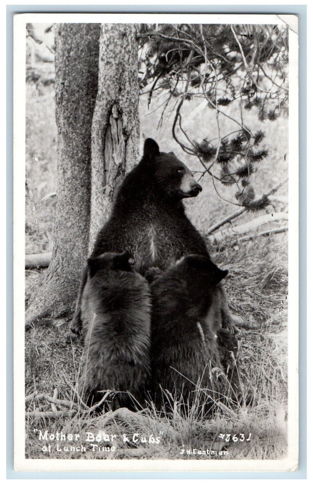 Red Bluff California CA Postcard Mother Bear & Cubs at Lunch 1954 RPPC Photo