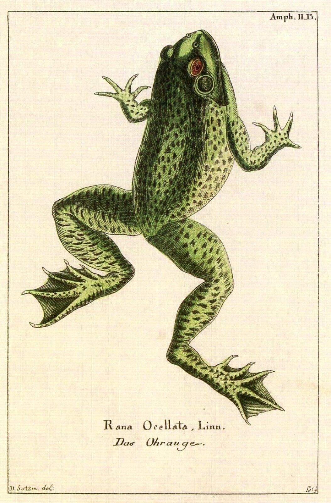 Frog (Rana ocellata Linnaeus) --POSTCARD