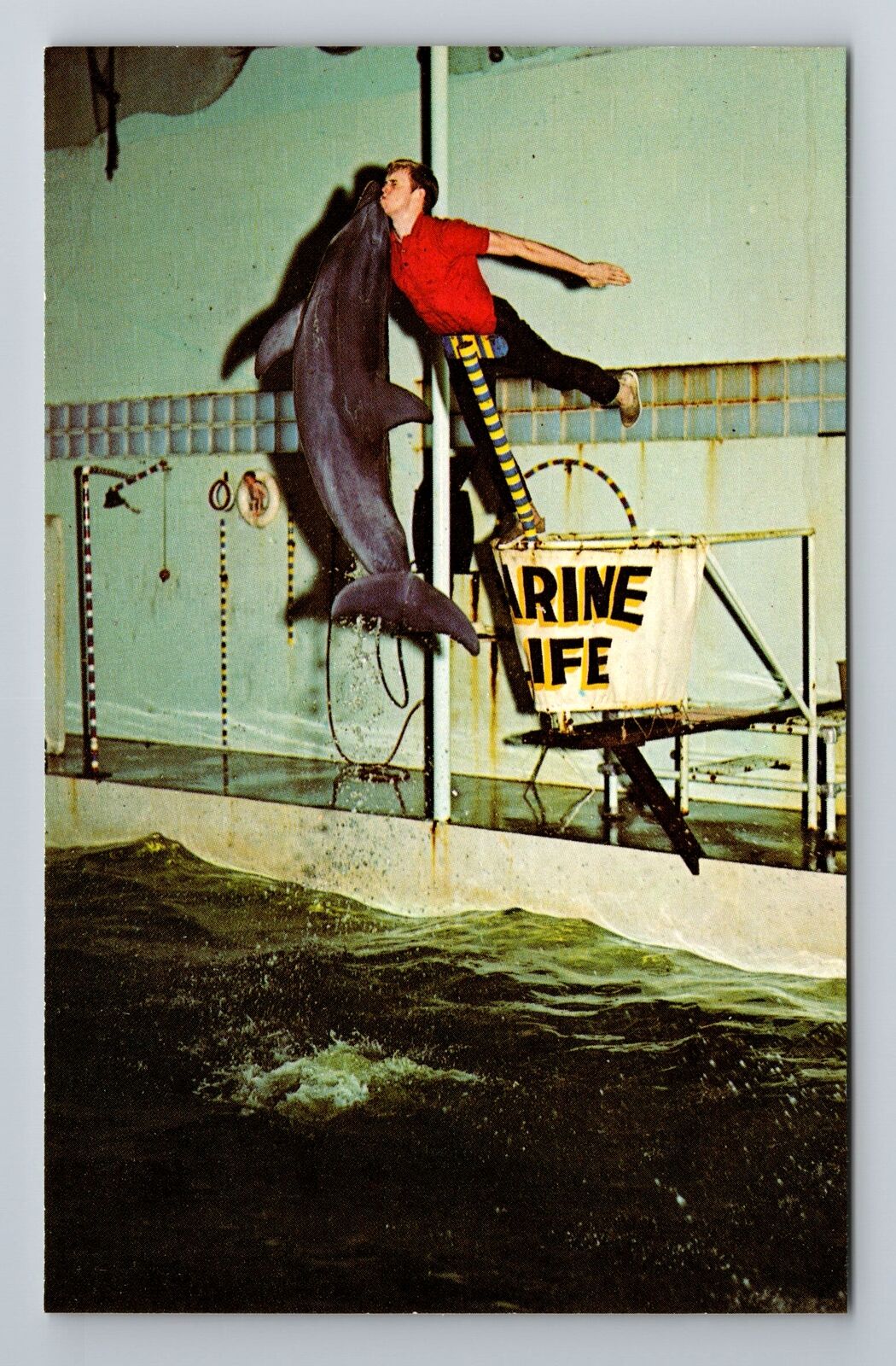 Rapid City SD-South Dakota, Marine Life, Dolphin Jump, Antique Vintage Postcard