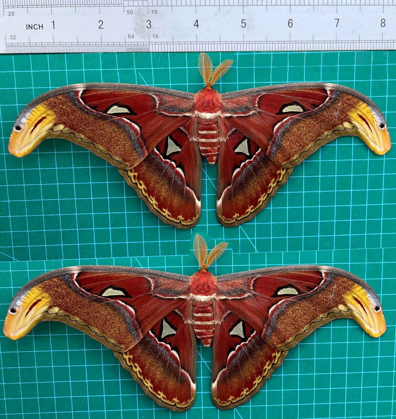 2 Real Atlas Moth Spread Taxidermy Butterfly Specimen Art Entomology Collection