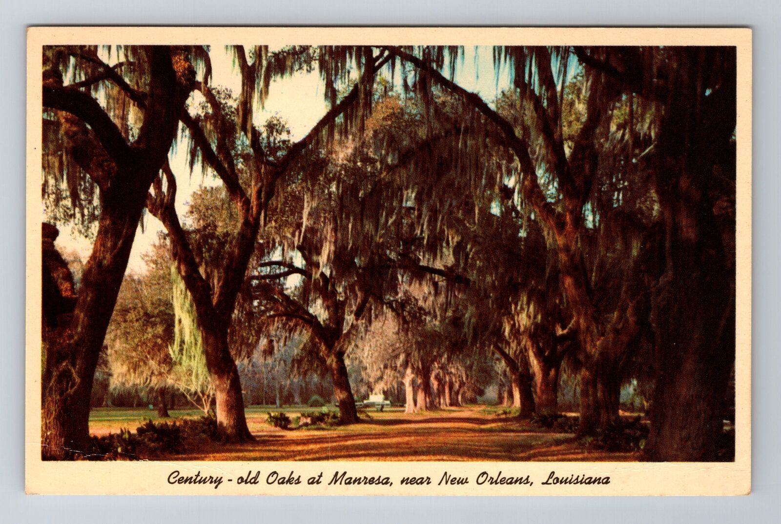 New Orleans LA-Louisiana, Century Old Oaks Manresa, Antique Vintage Postcard