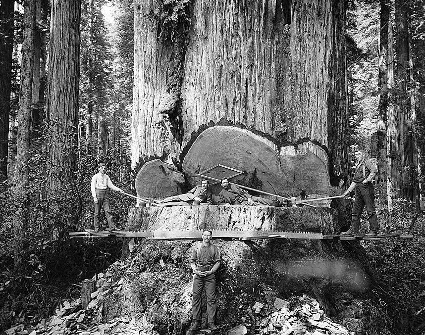 Redwood Sequoia Logging Photo Big Logs Giant Tree Cut California 