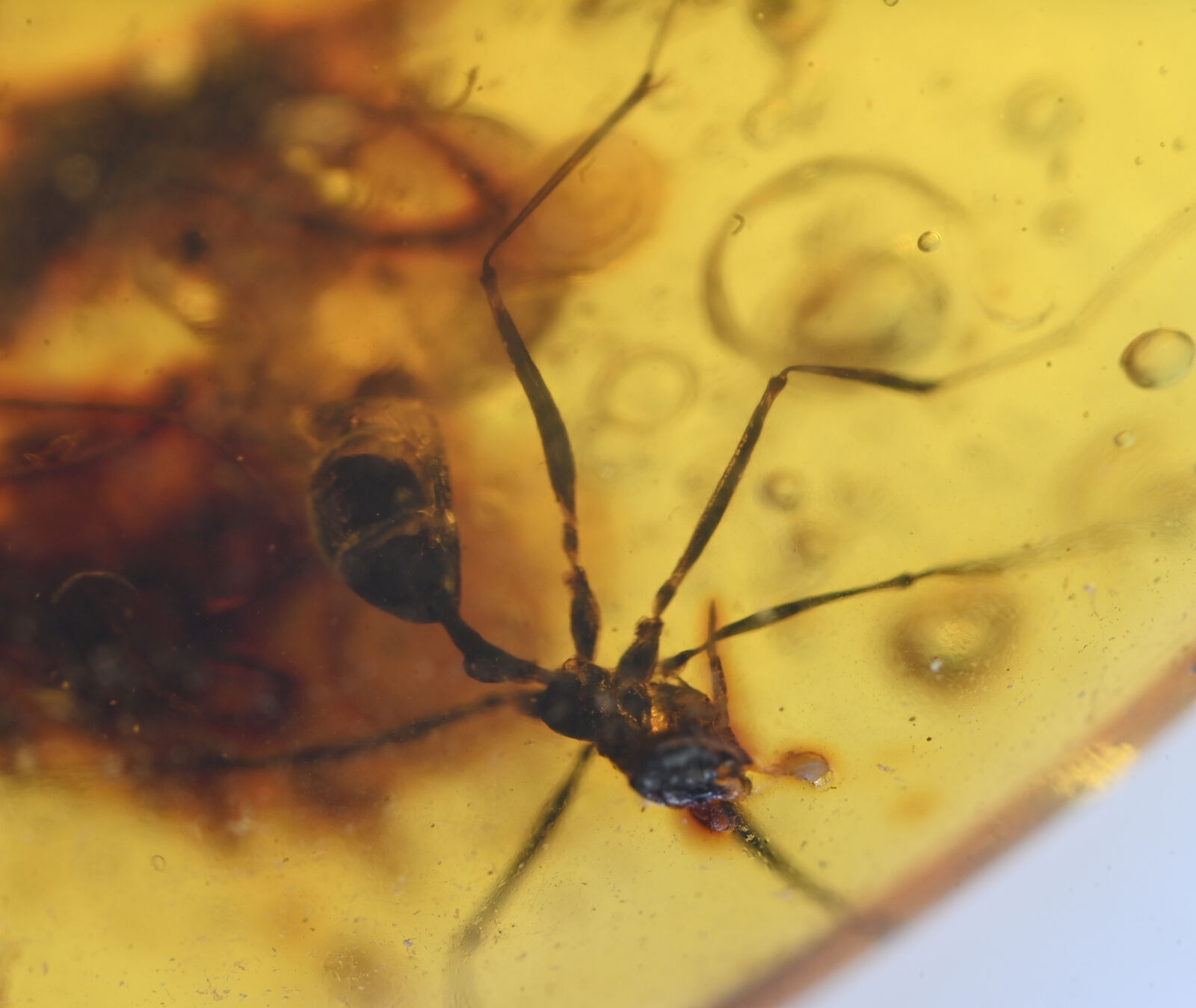 Extinct Sphecomyrma Ant, Fossil insect inclusion in Burmese Amber