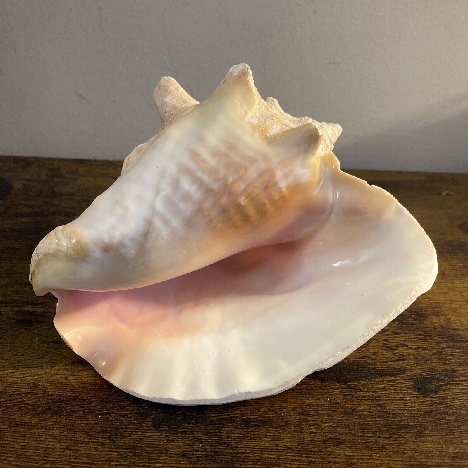 NATURAL QUEEN CONCH SHELL - LARGE, CLEAN - PINK, BEIGE - 8” LONG - BEAUTIFUL