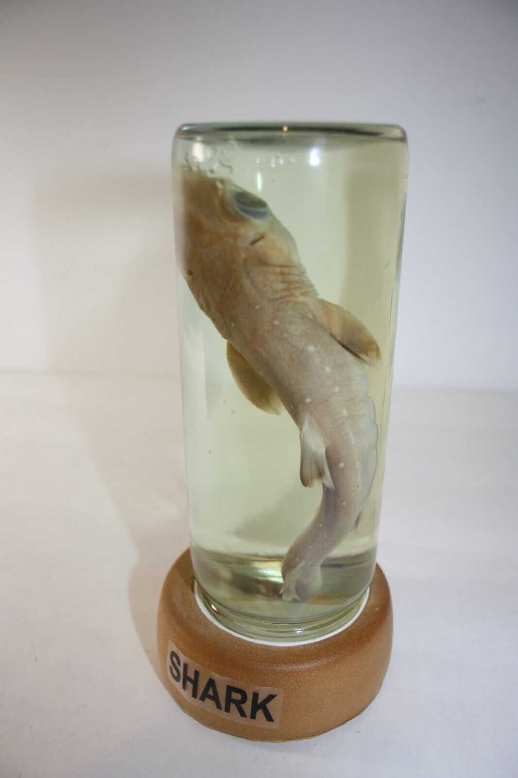 Preserved Baby Shark in Glass Bottle Taxidermy Marine Wildlife
