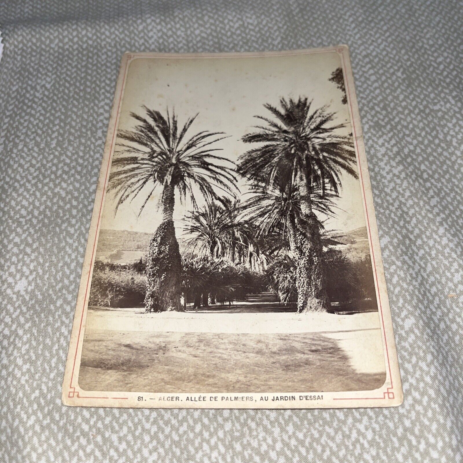 Antiq Cabinet Card Allee de Palmiers au Jardin d’essai Alger Algeria Test Garden