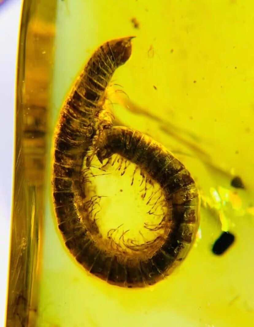 Burmese insects fossil burmite Cretaceous millipede insect amber fossil Myanmar
