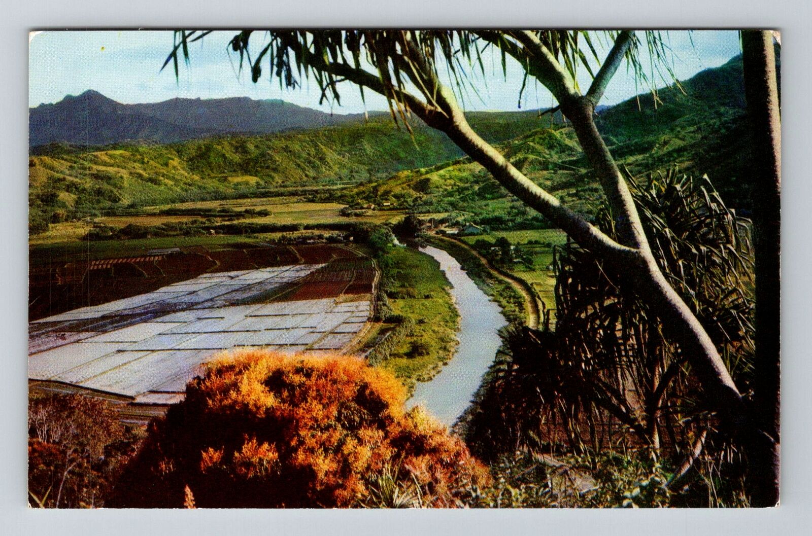 Kauai HI-Hawaii, Hanalei Valley, Rice Paddies, Vintage Postcard