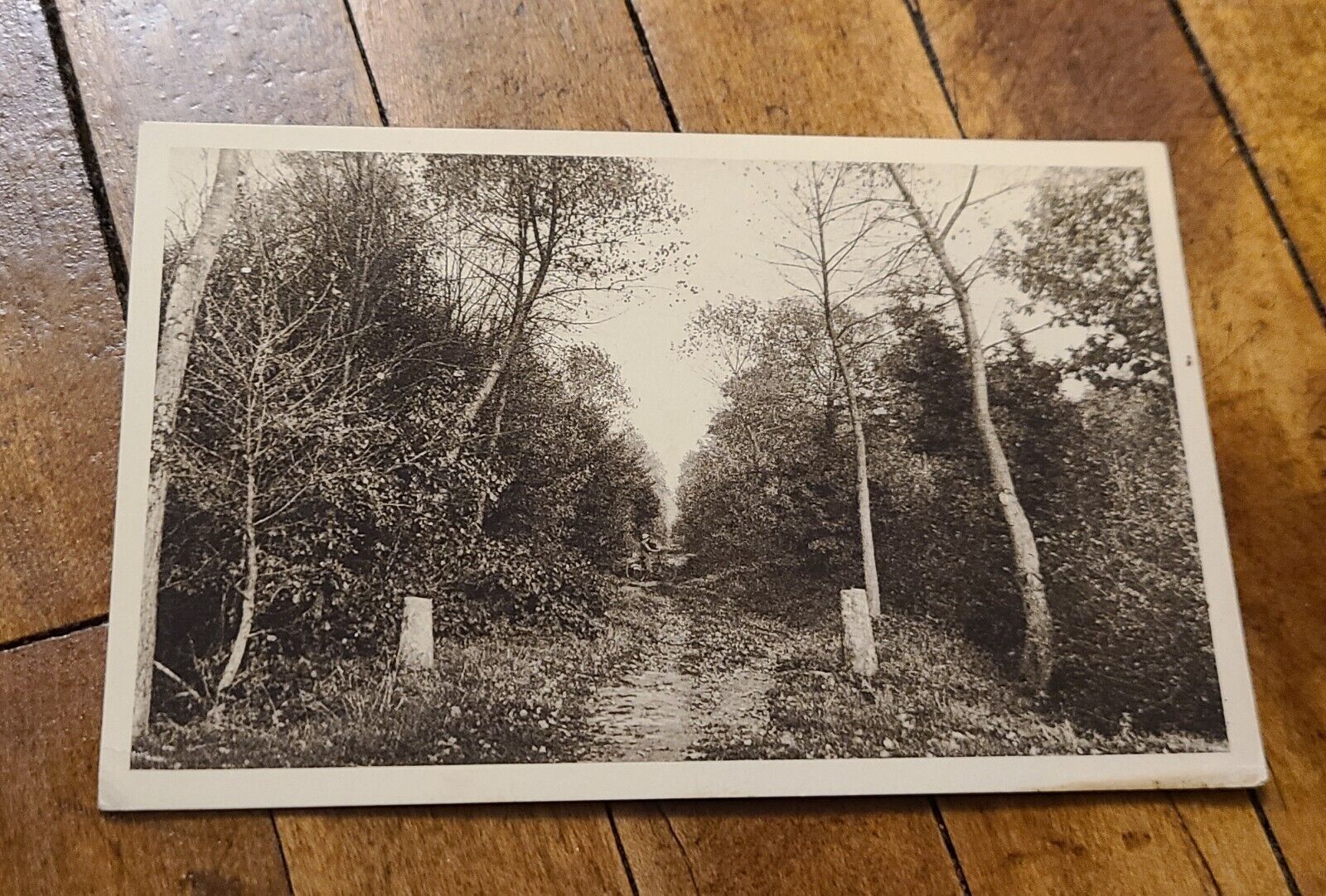 Vintage Unused Lithograph Postcard Forêt de Raismes France