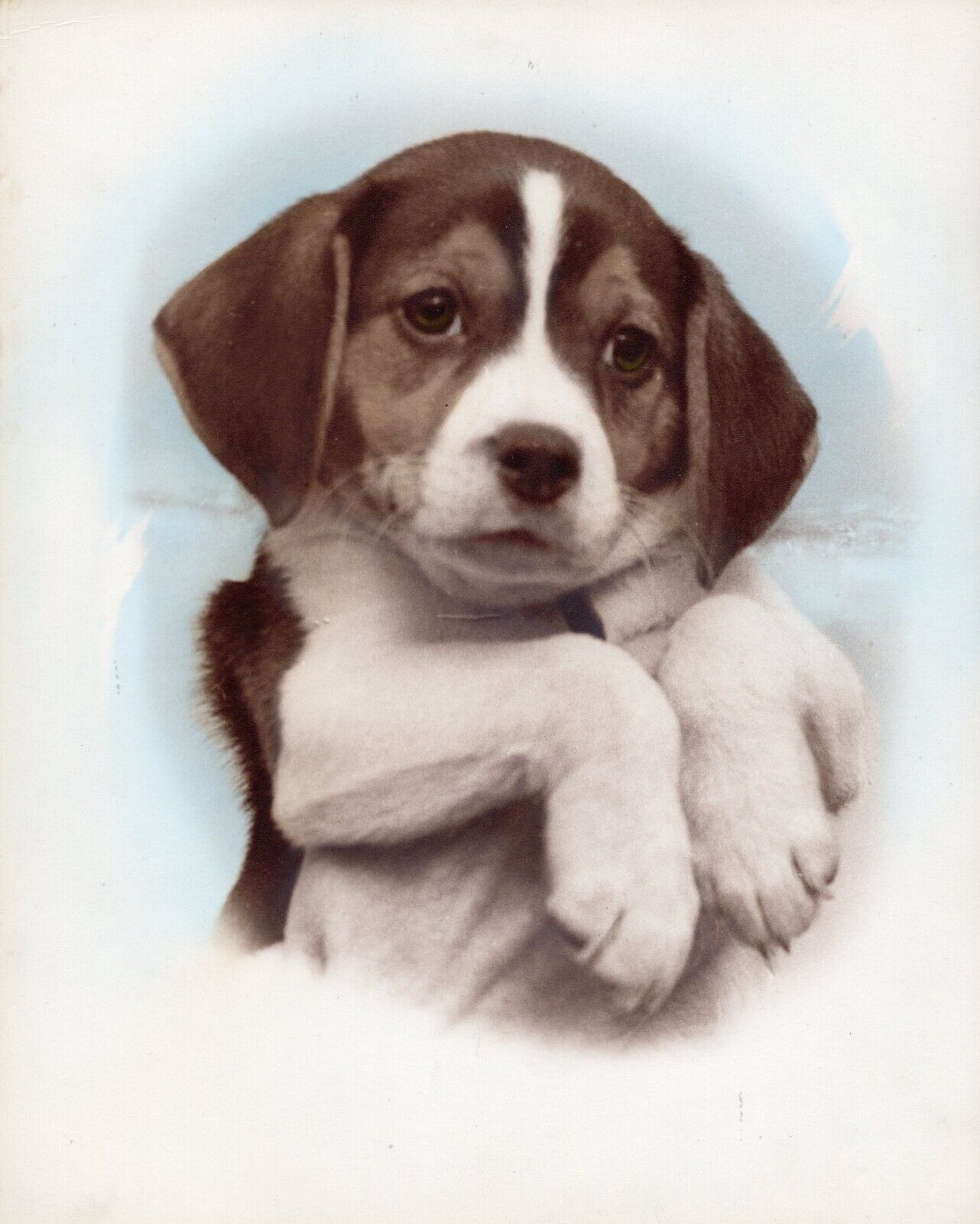 Cute Puppy Dog Vintage Photograph 8x 10 in.