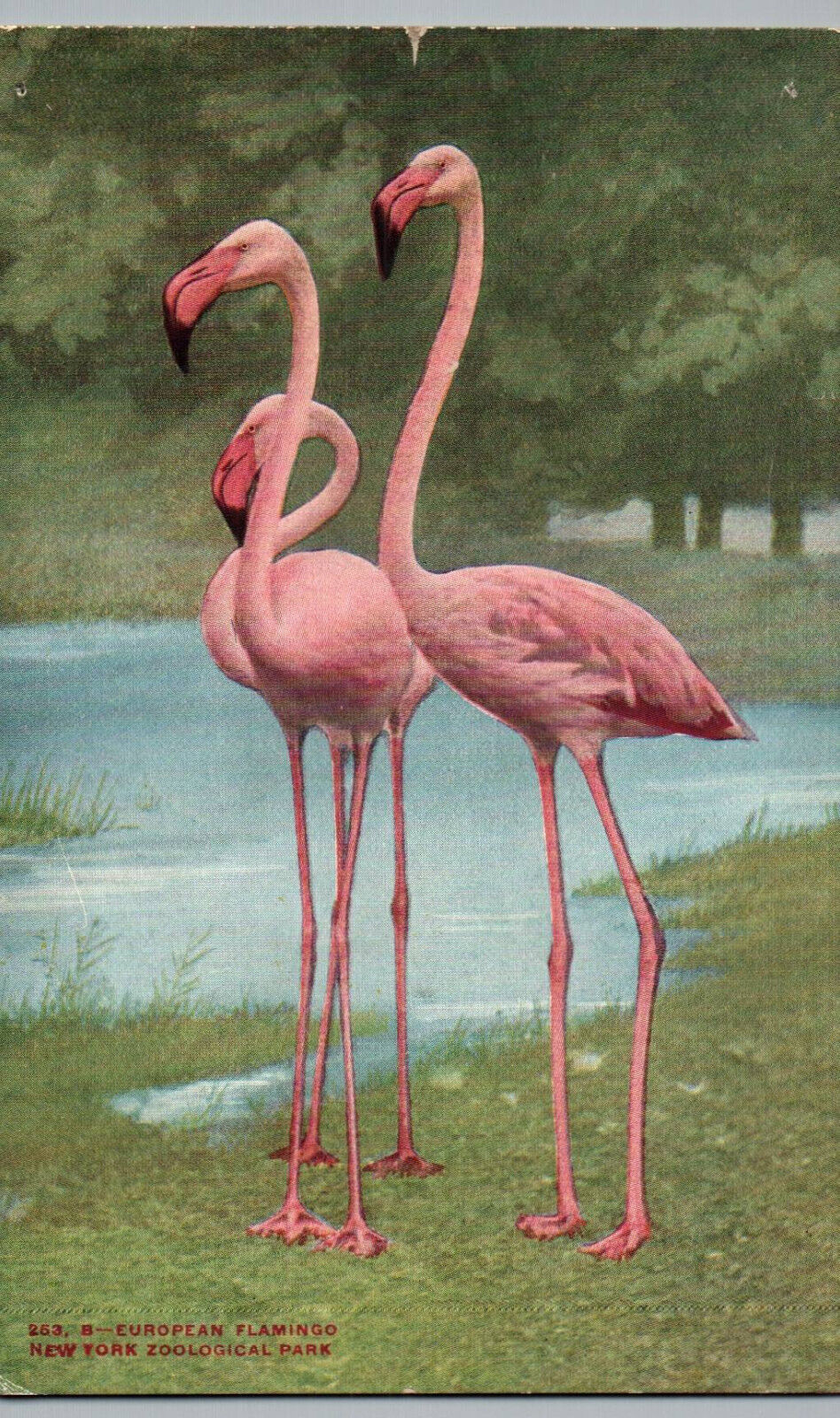 Flamingo Postcard of Pink european flamingos New York Zoological Park Vintage NY