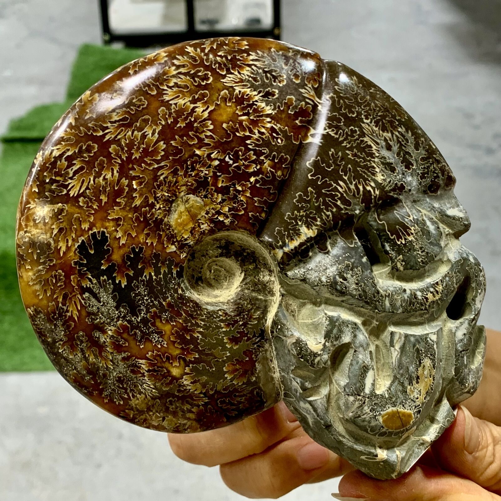 1.4LB Rare Natural Tentacle Ammonite FossilSpecimen Shell Healing Madagascar