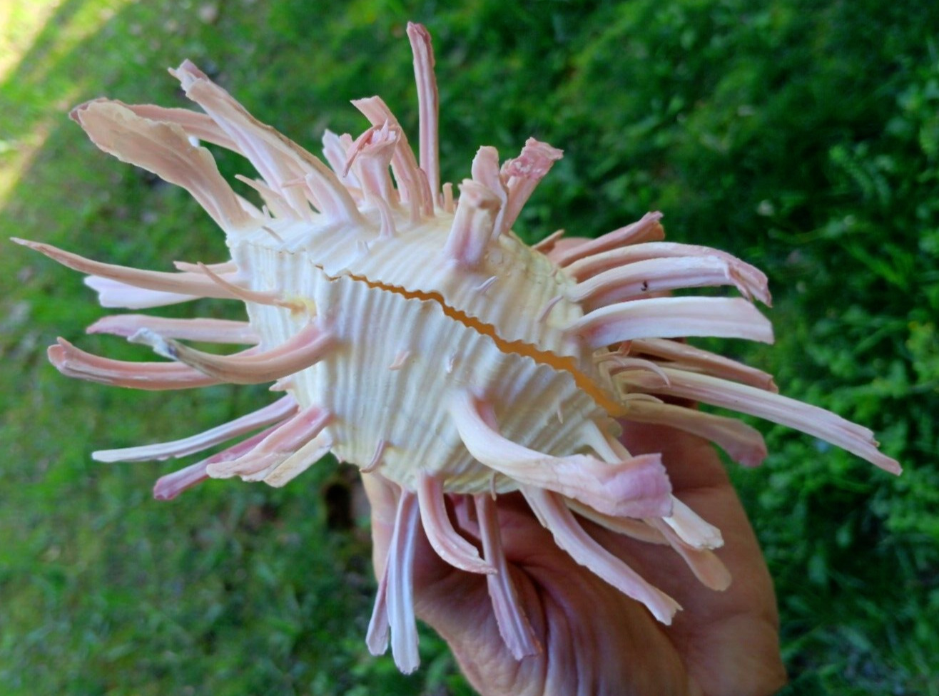 Rare Spondylus. Large white thorny oyster with long pink spines.