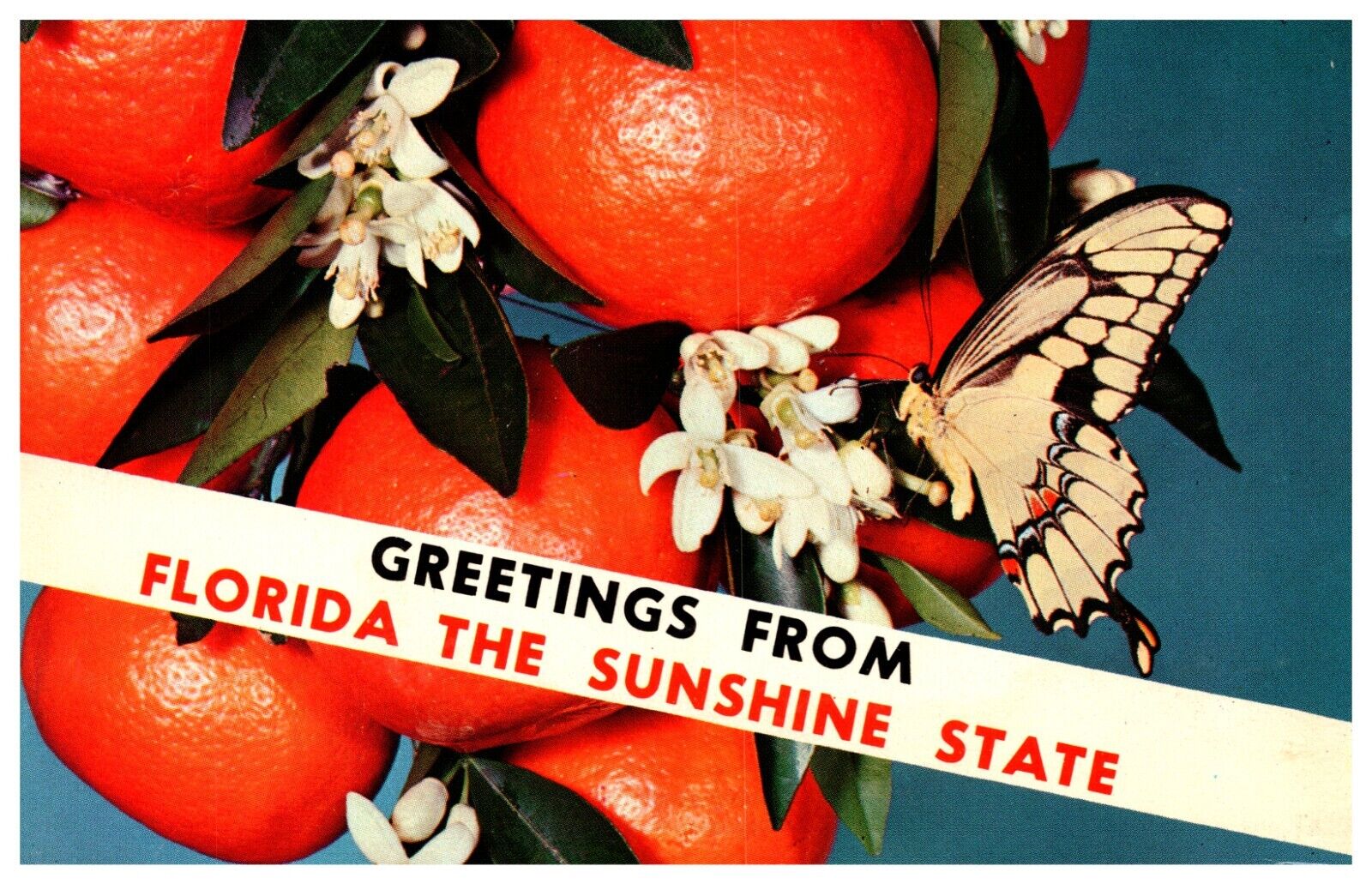 Greetings From the Sunshine State Giant Swallowtail Butterfly Vintage Postcard