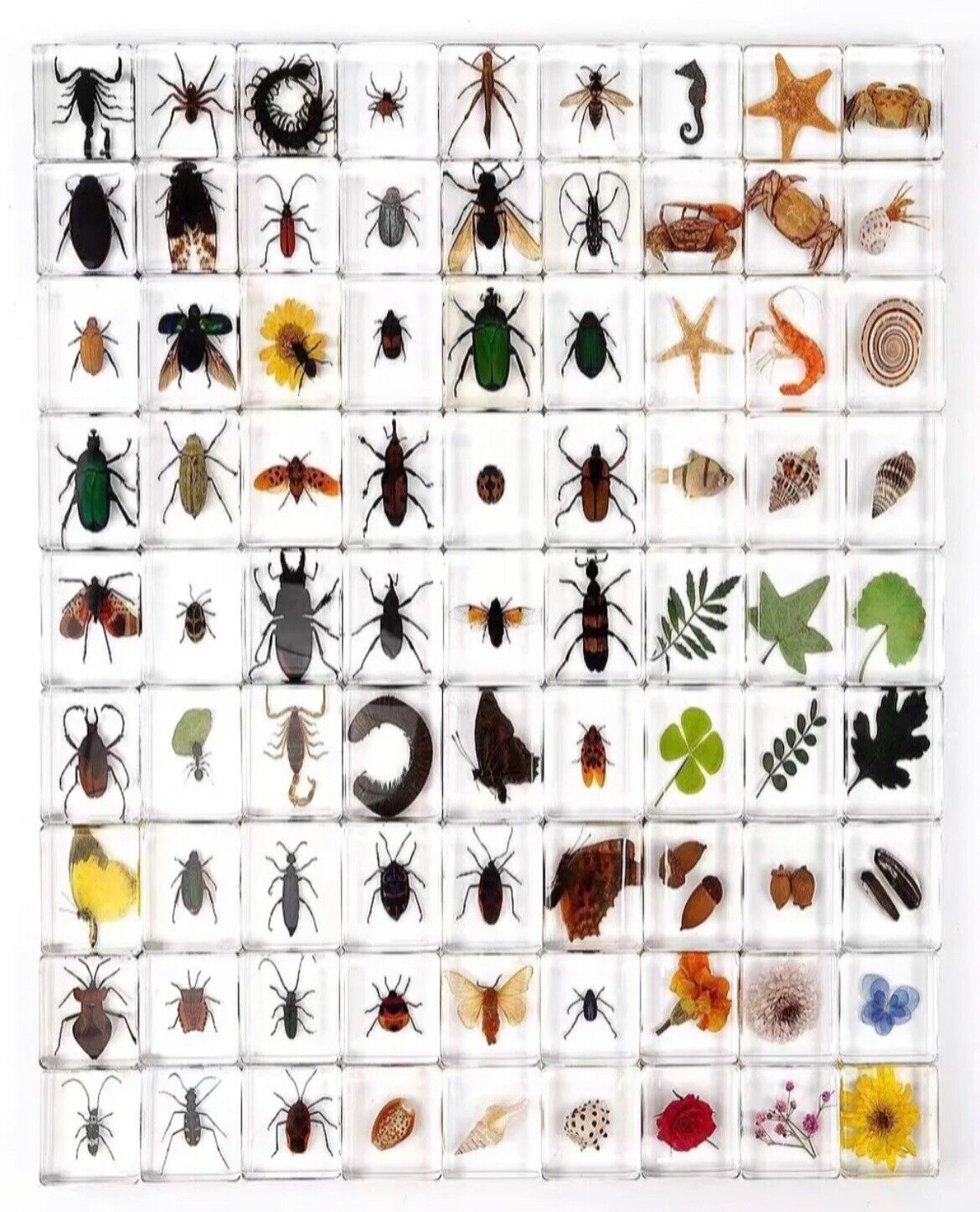30 Pcs Insect Specimen Bugs in Resin Collection Paperweights Arachnid Resin lot