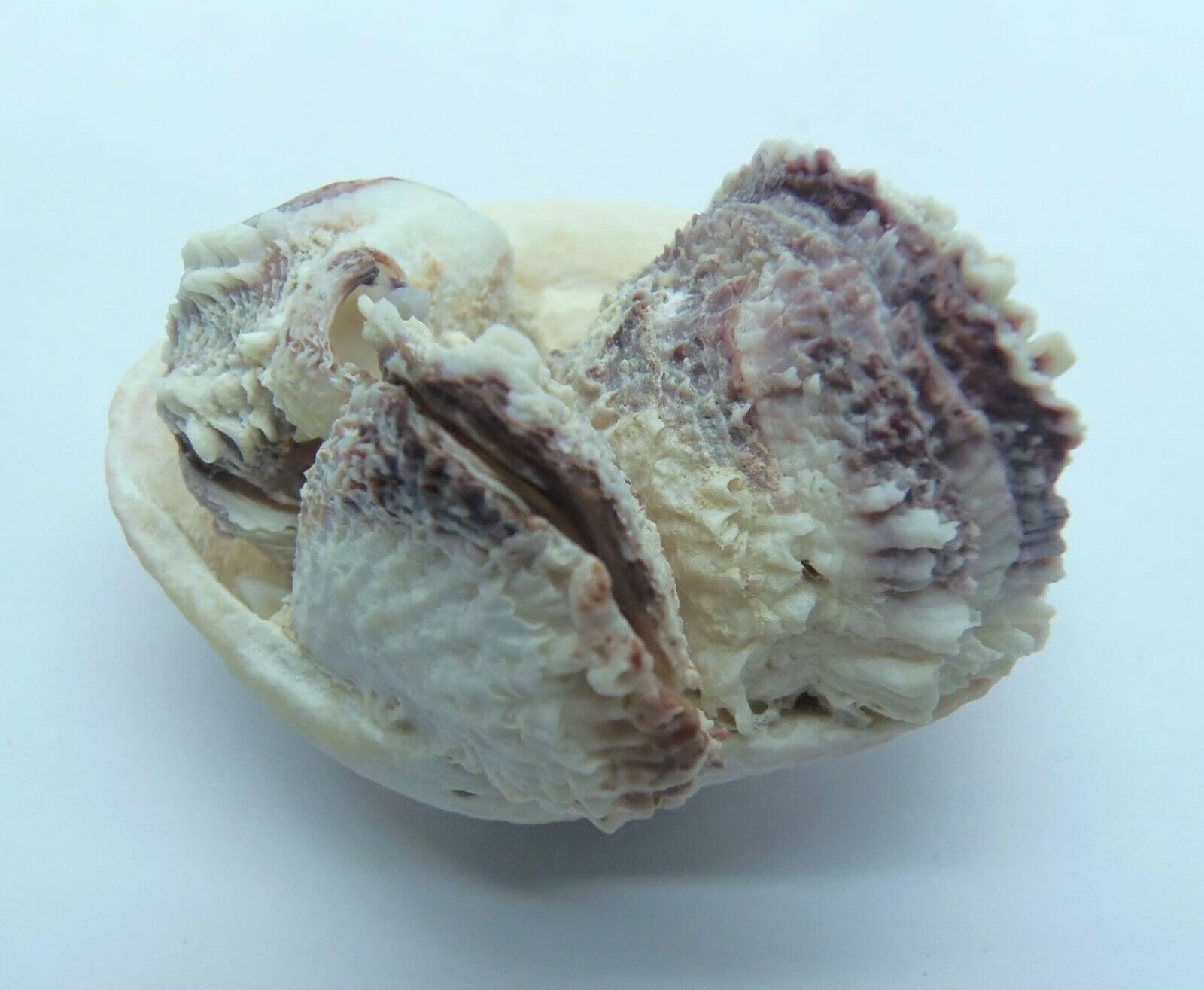 Seashell Jewel boXes Chama limbula