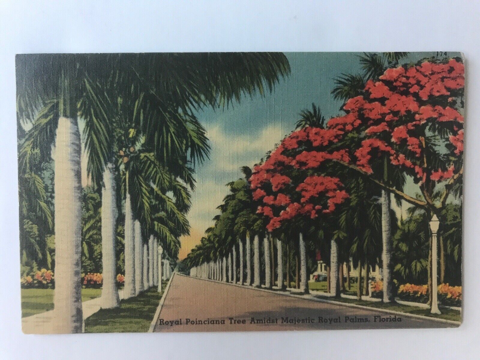 Vintage Postcard: FL Royal Poinciana Trees, Palms Street View, c1942