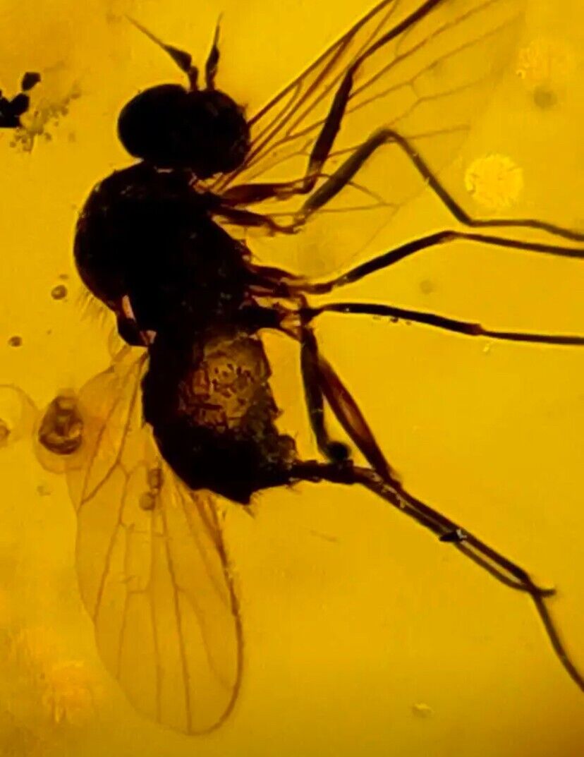 Burmese insects fossil burmite Cretaceous housefly insect amber fossil Myanmar
