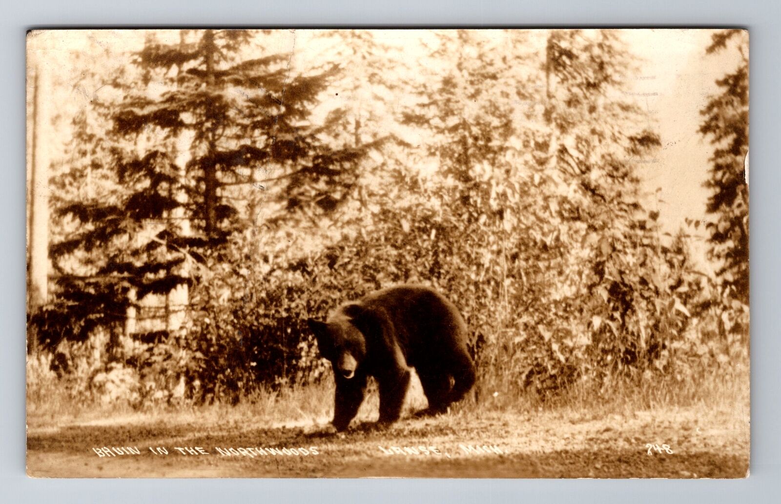 Lanse MI-Michigan RPPC, Bear In The Northwoods, Vintage c1939 Postcard