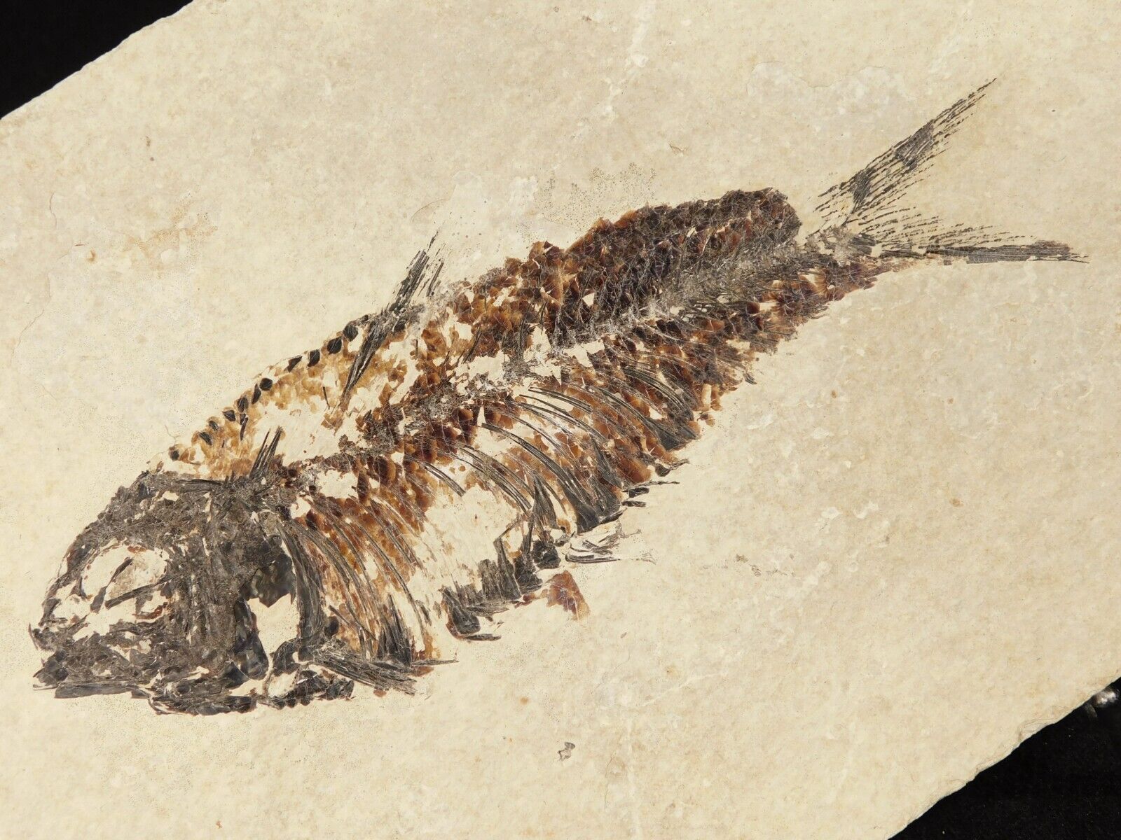 Visible SCALES On This 50 Million Year Old FISH Fossil With Stand Wyoming 557gr