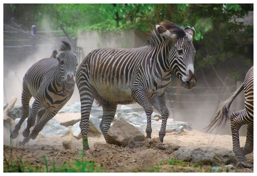 Zebra Stampede 19x13 inch Photo [210809-0002]