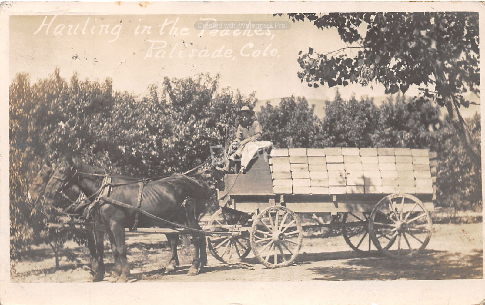 J29/ Palisade Colorado RPPC Postcard c1910 Haul Peaches Wagon Occupational 272
