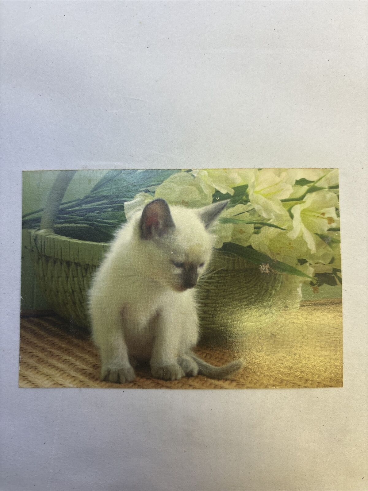 Vintage Cute Kitten Adoption Postcard