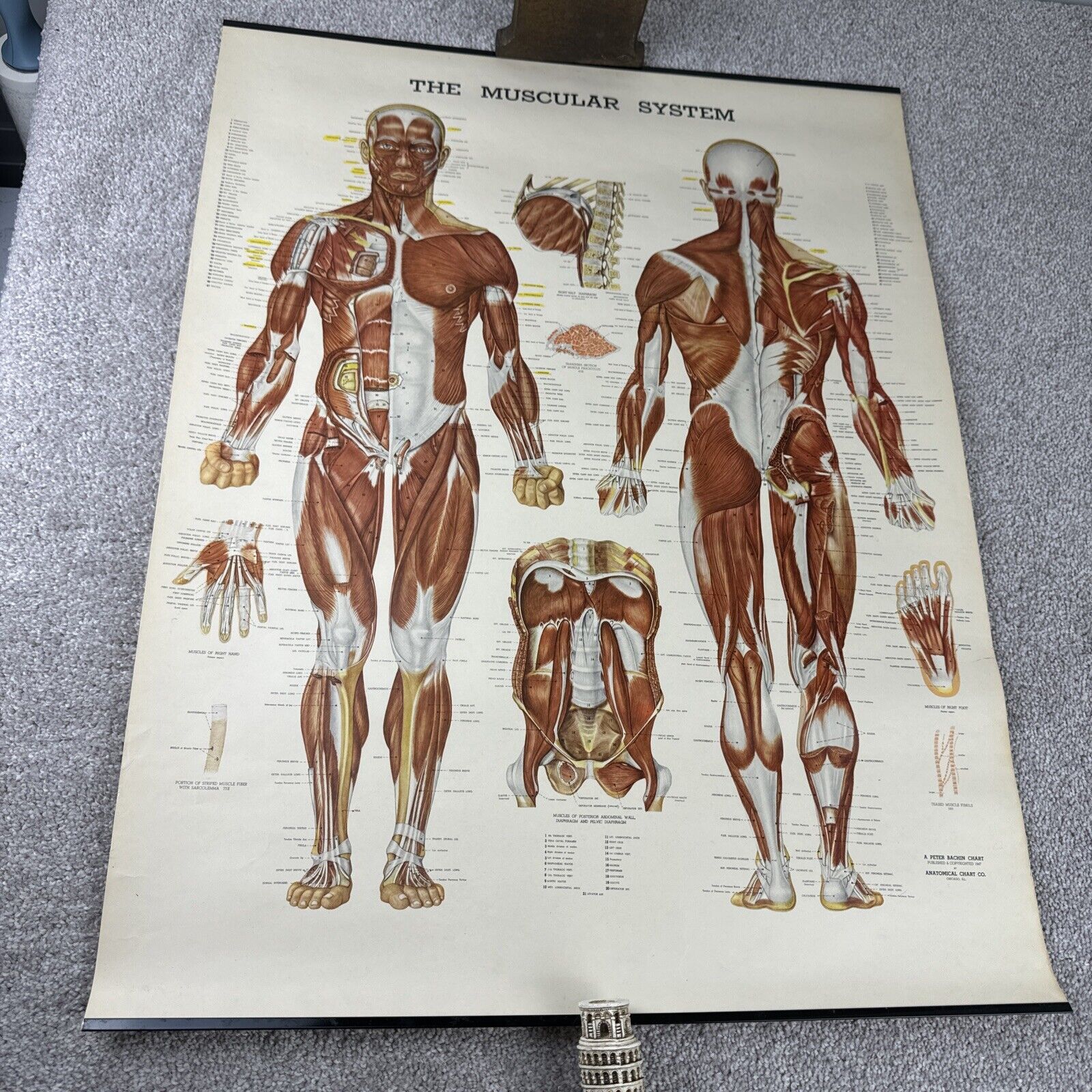 Vintage Peter Bachin Anatomical Chart Co Muscular System Anatomy Of Human Poster
