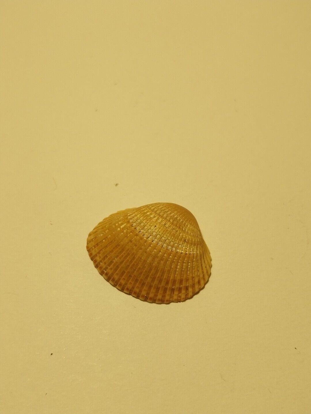 Hand Picked Sea Shell - Anadara Brasiliana