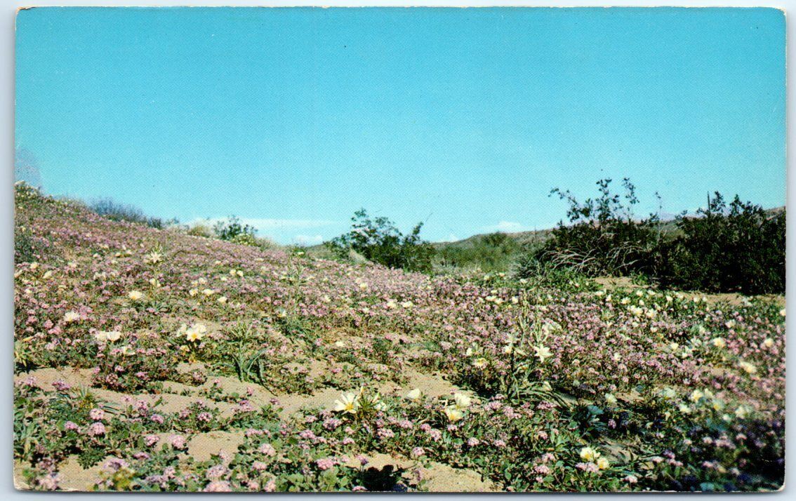 Lavender Sand Verbena, Evening Primrose and Rare Desert Lilies - California