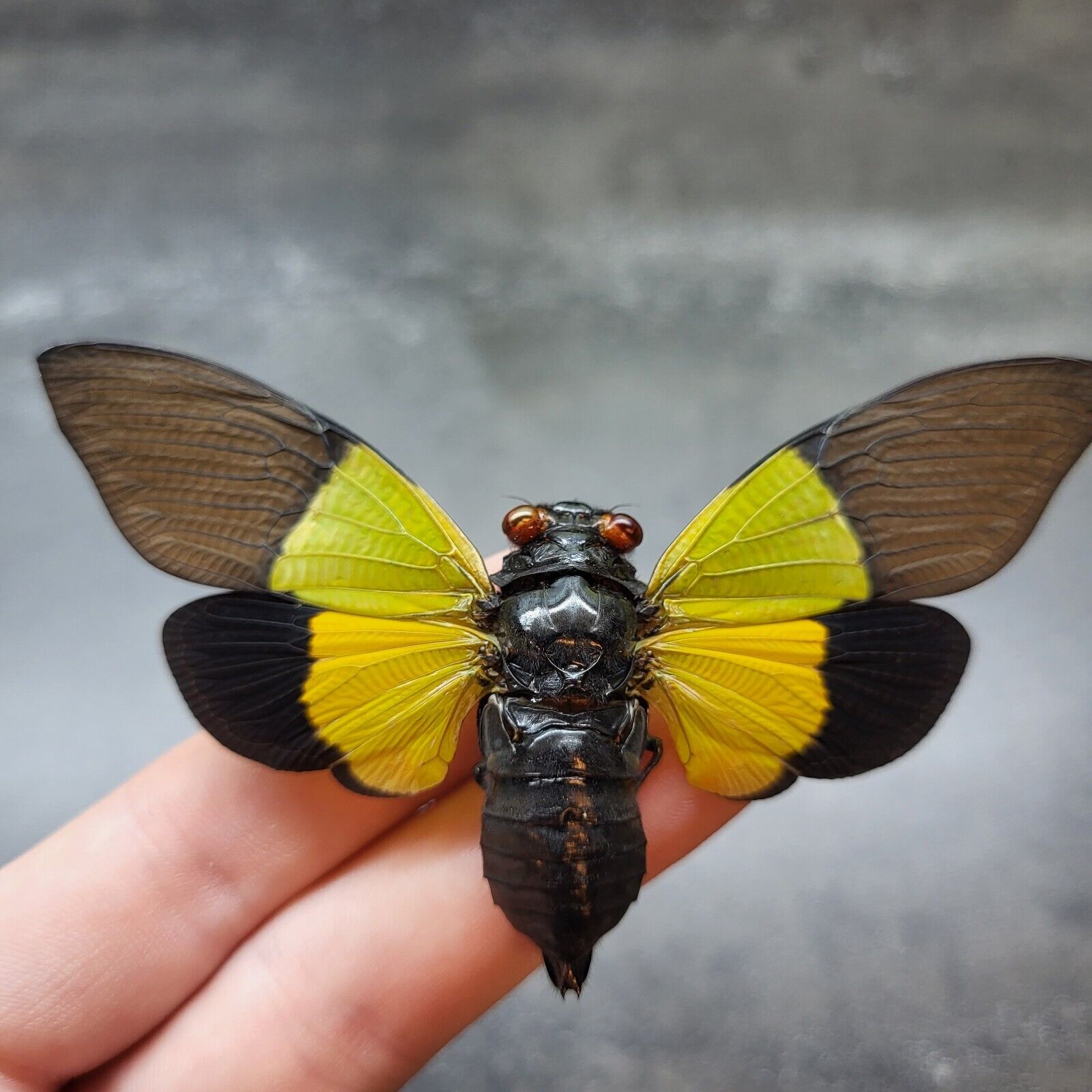 Real Insect Yellow Cicada SPREAD Bug Entomology Specimen Wings Out Preserved 