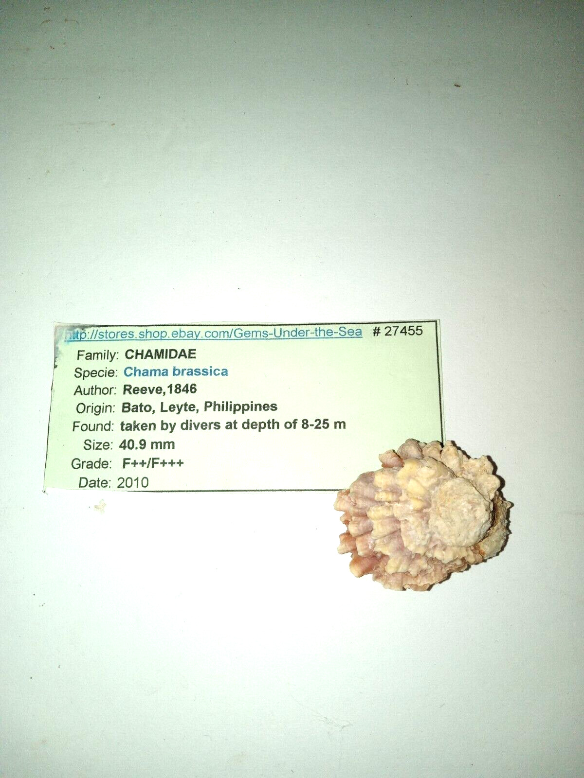 Chama Brassica seashell 40.9 mm, F++/F+++ Phillipines